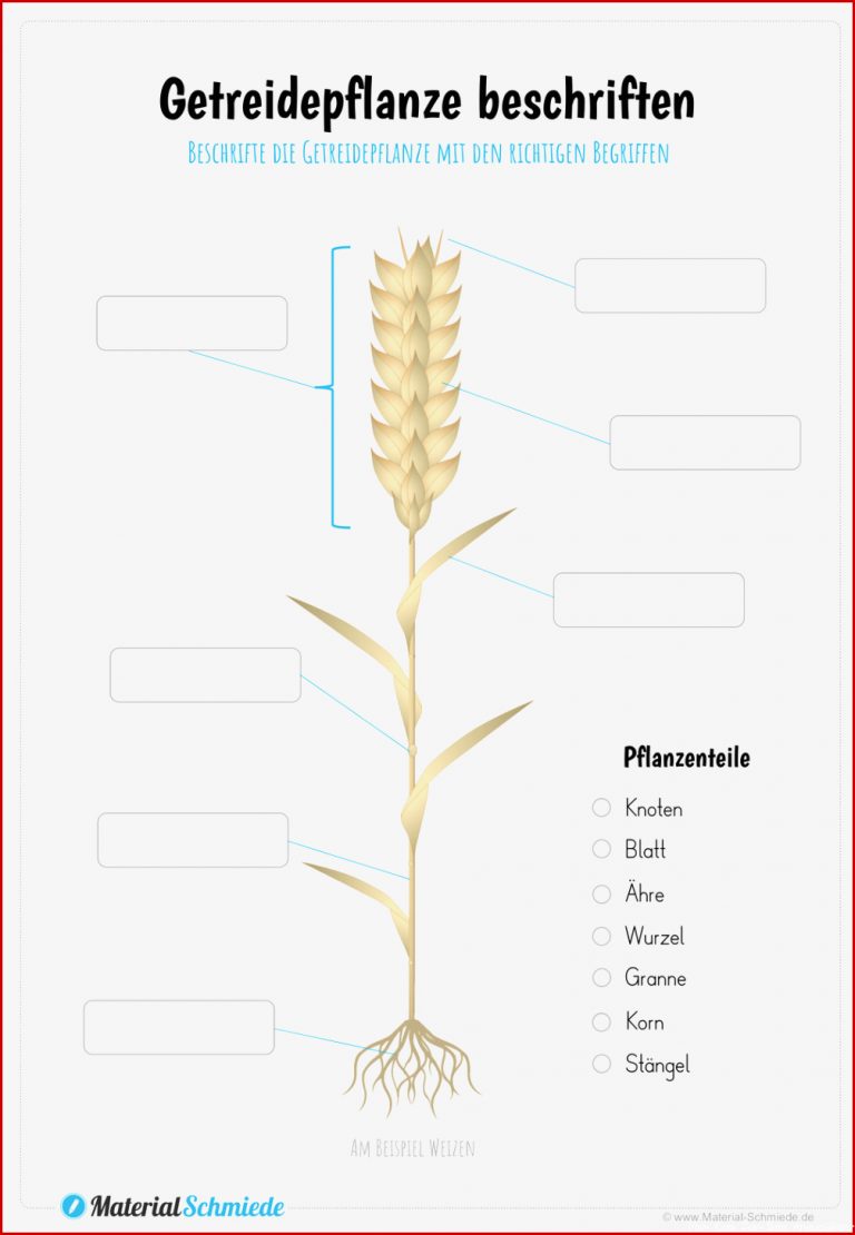 Getreidepflanze beschriften – Unterrichtsmaterial in den