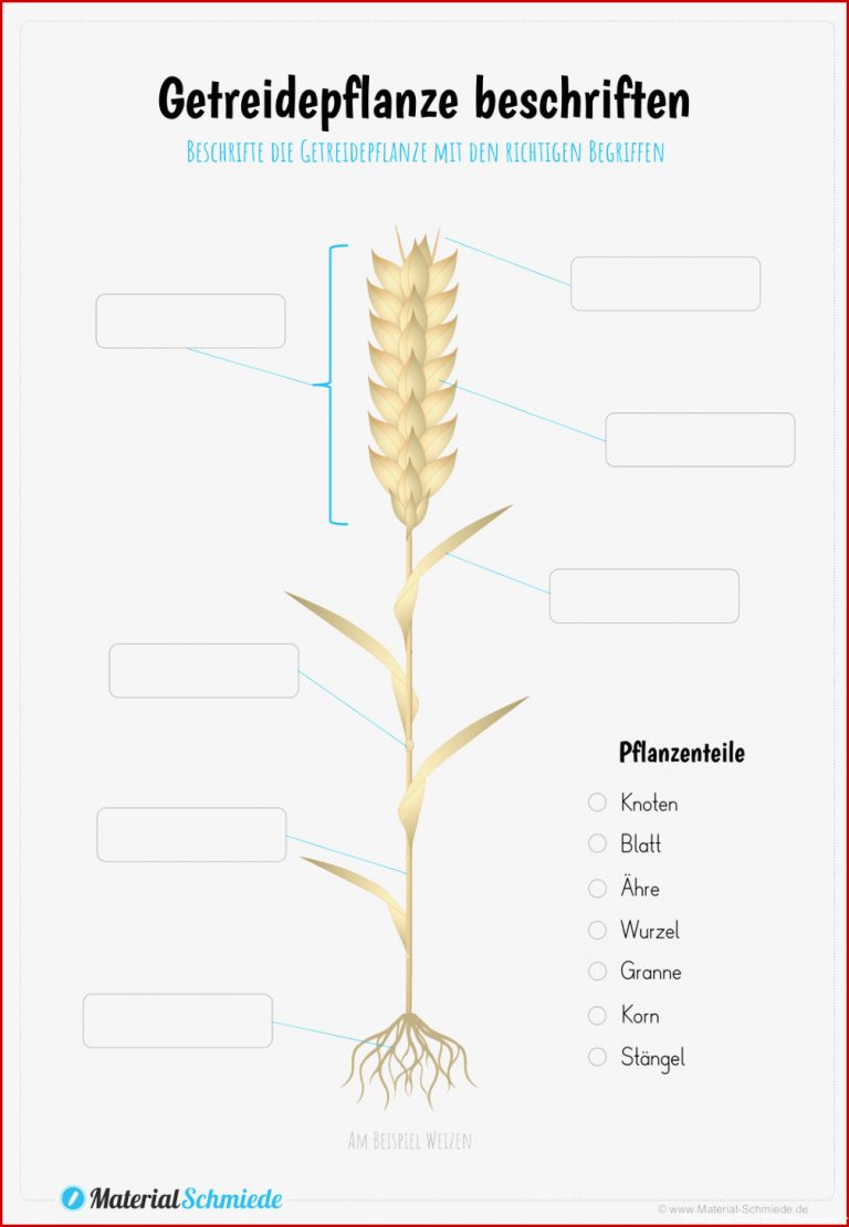 Getreidepflanze Beschriften – Unterrichtsmaterial In Den