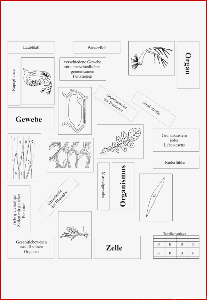 Gewebe Organ Organismus Zelle