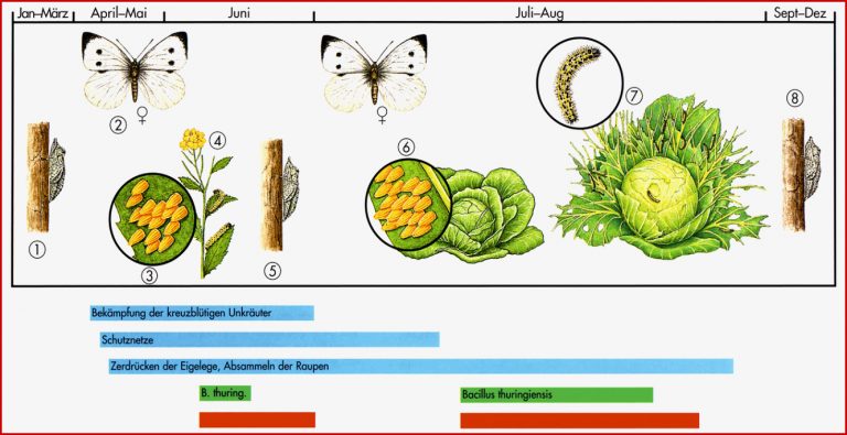 Großer Kohlweißling Schädigt Gemüse