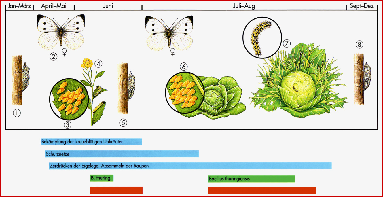 Großer Kohlweißling Schädigt Gemüse