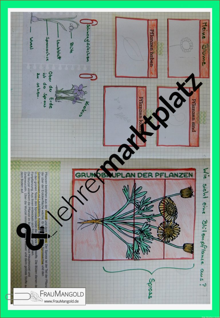 Grundbauplan der Blütenpflanzen Aufbau Pflanzen