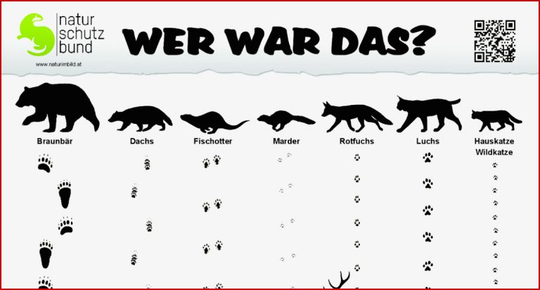 Grundschule Tierspuren Rätsel Arbeitsblatt Arbeitsblatt