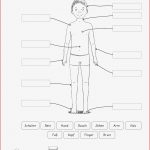 Grundschule Unterrichtsmaterial Sachunterricht Körper Und