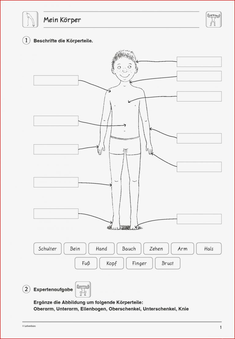 Grundschule Unterrichtsmaterial Sachunterricht Körper Und