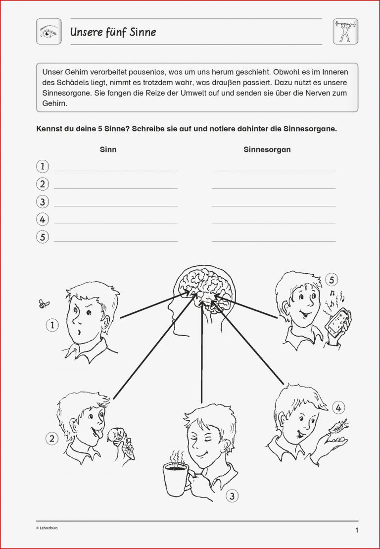 Grundschule Unterrichtsmaterial Sachunterricht Körper Und