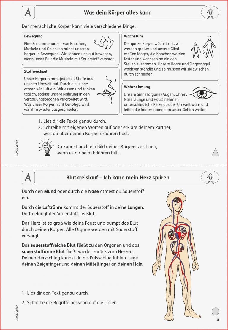 Grundschule Unterrichtsmaterial Sachunterricht Körper Und