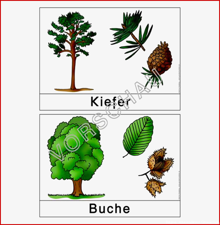 Hafen im alten phönizien Laubbaum Nadelbaum Sachunterricht