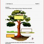 Heimische Bäume Arbeitsblätter Mit Lösungen