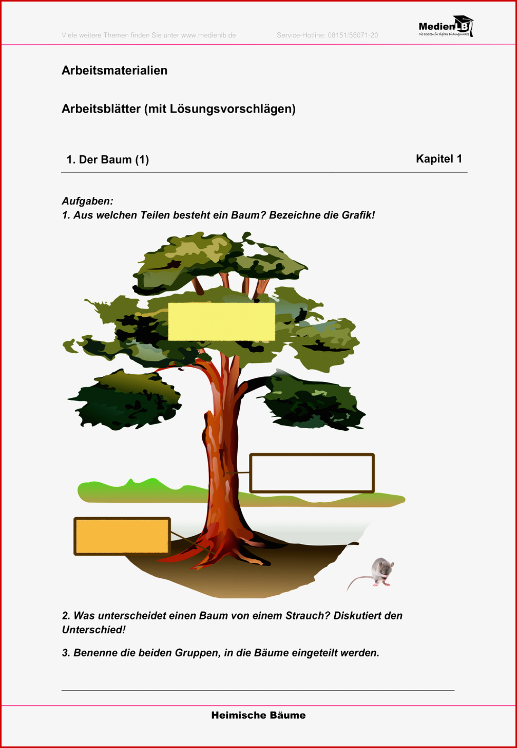 Heimische Bäume Arbeitsblätter Mit Lösungen