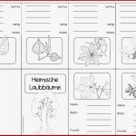 Heimische Laubbäume Minikartei Und Faltheft Da Es Immer