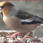 Heimische Singvögel Am Futterhaus Der Kernbeißer