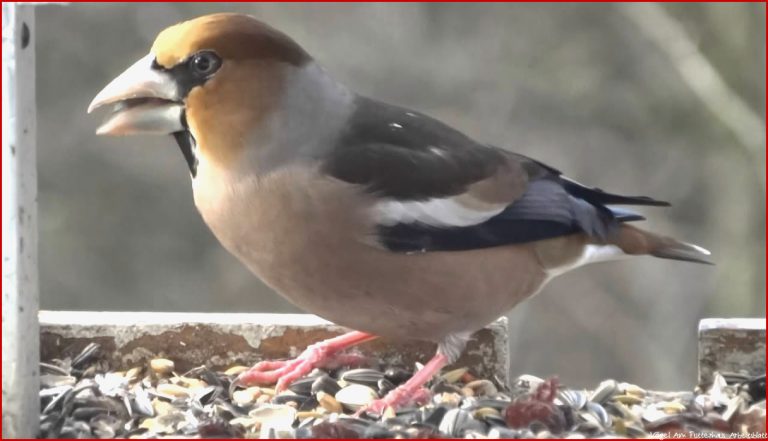 Heimische Singvögel am Futterhaus der Kernbeißer