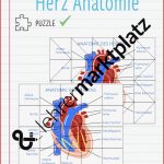 Herz Anatomie Arbeitsblatt
