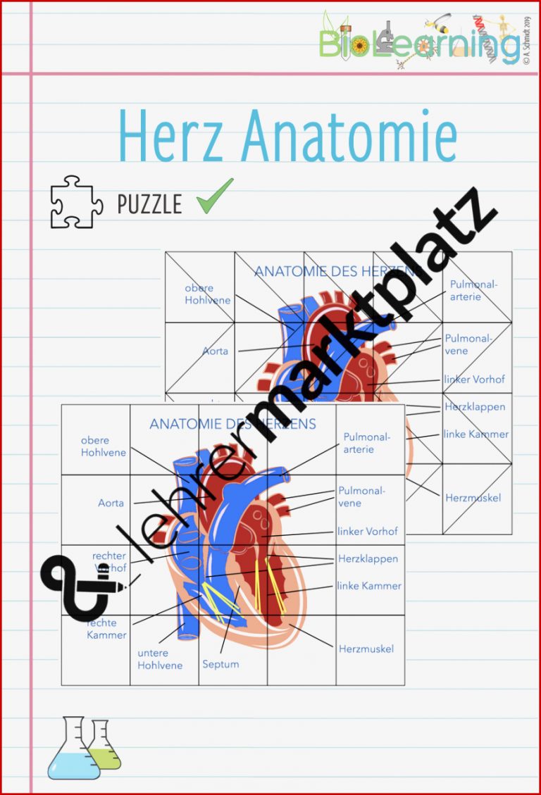 Herz Anatomie Arbeitsblatt