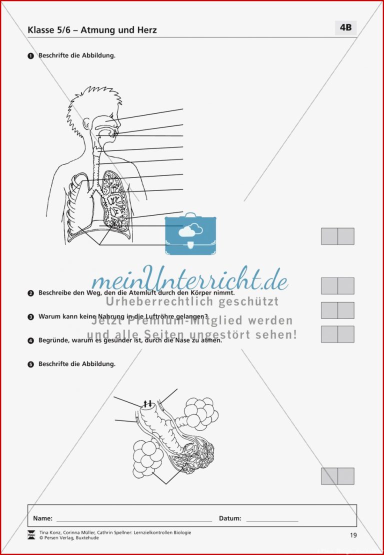 Herz Arbeitsblatt 6 Klasse