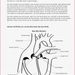 Herz Arbeitsblatt 6 Klasse
