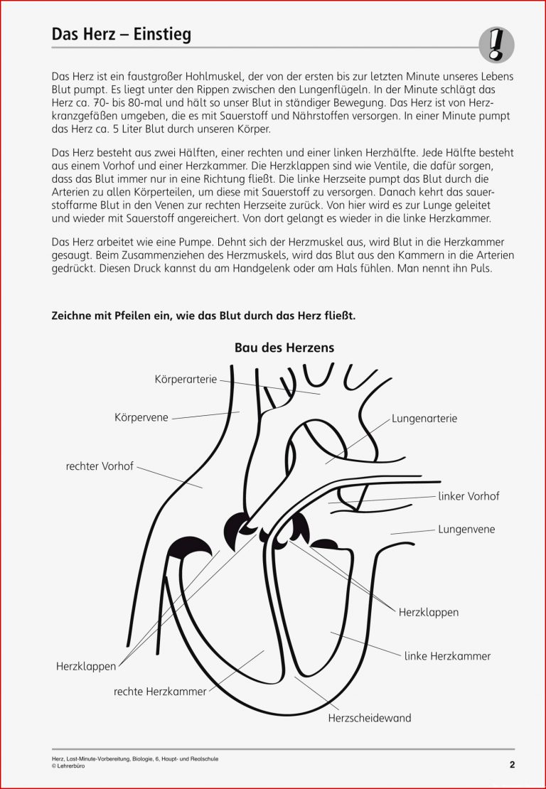 Herz Arbeitsblatt 6 Klasse