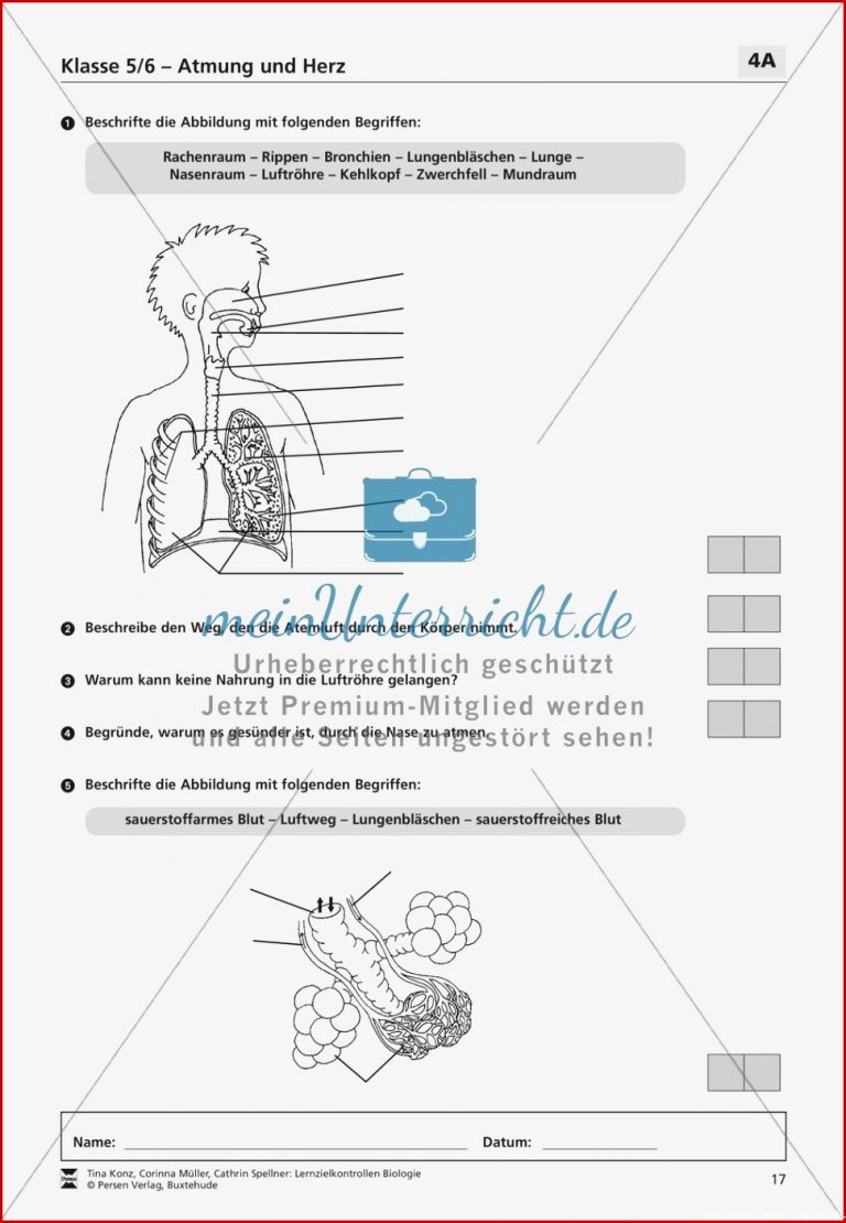 Herz Beschriften Arbeitsblatt