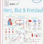 Herz Blut & Kreislauf – Karteikarten Und Reflexionswürfel