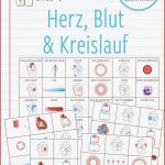 Herz Blut Und Kreislauf Bingo – Unterrichtsmaterial Im