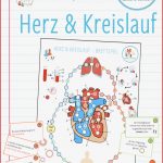 Herz Blut Und Kreislauf – Brettspiel