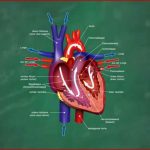 Herz & Blutkreislauf Verständlich Erklärt