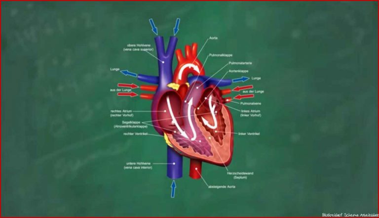 Herz & Blutkreislauf Verständlich Erklärt