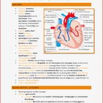 Herz Informationen Zum Herzen Herz Gef Ss Und