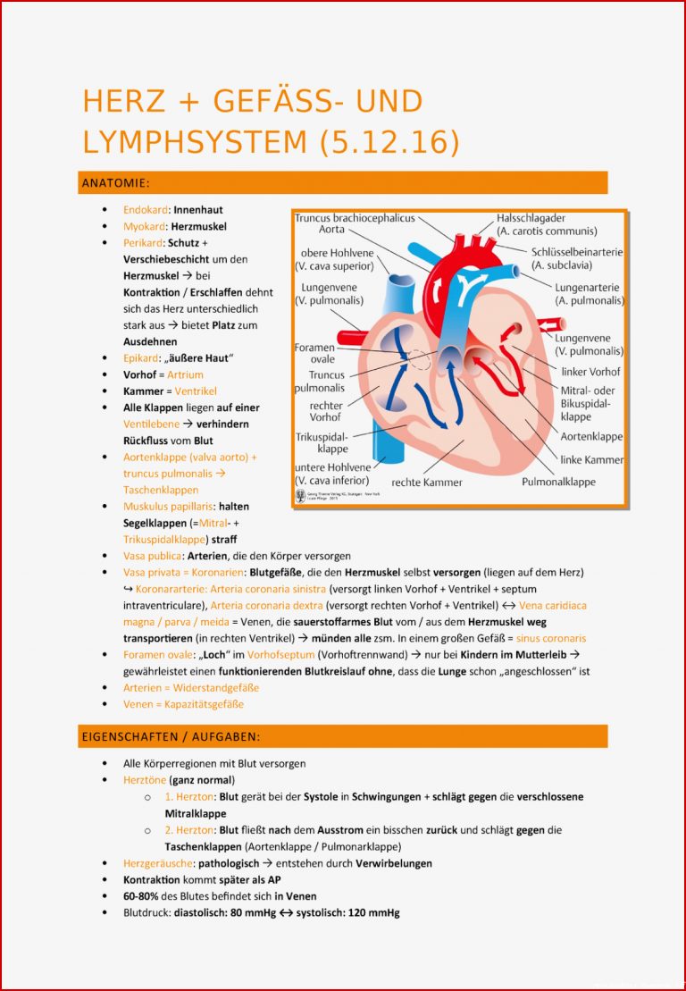 Herz Informationen zum Herzen HERZ GEF SS UND