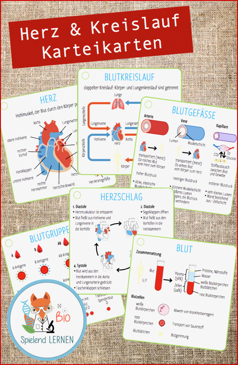 Herz & Kreislauf Karteikarten In 2020