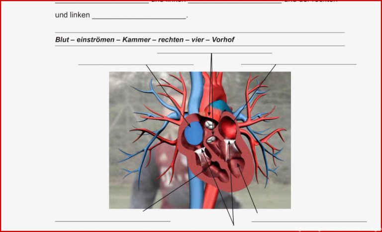 Herz Und Blutkreislauf Arbeitsblatt Lösungen Stephen