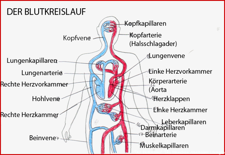 Herz und Kreislauf