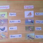 Heute Im Schulgartenunterricht 🐦 Wir Haben Vögel