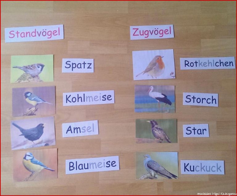 Heute im Schulgartenunterricht 🐦 Wir haben Vögel