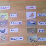 Heute Im Schulgartenunterricht 🐦 Wir Haben Vögel