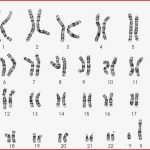 Hilfe Bei Bio Hausaufgabe Chromosomen Schule Biologie