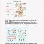 Hormone Physiologie Für Med Biologen Studocu