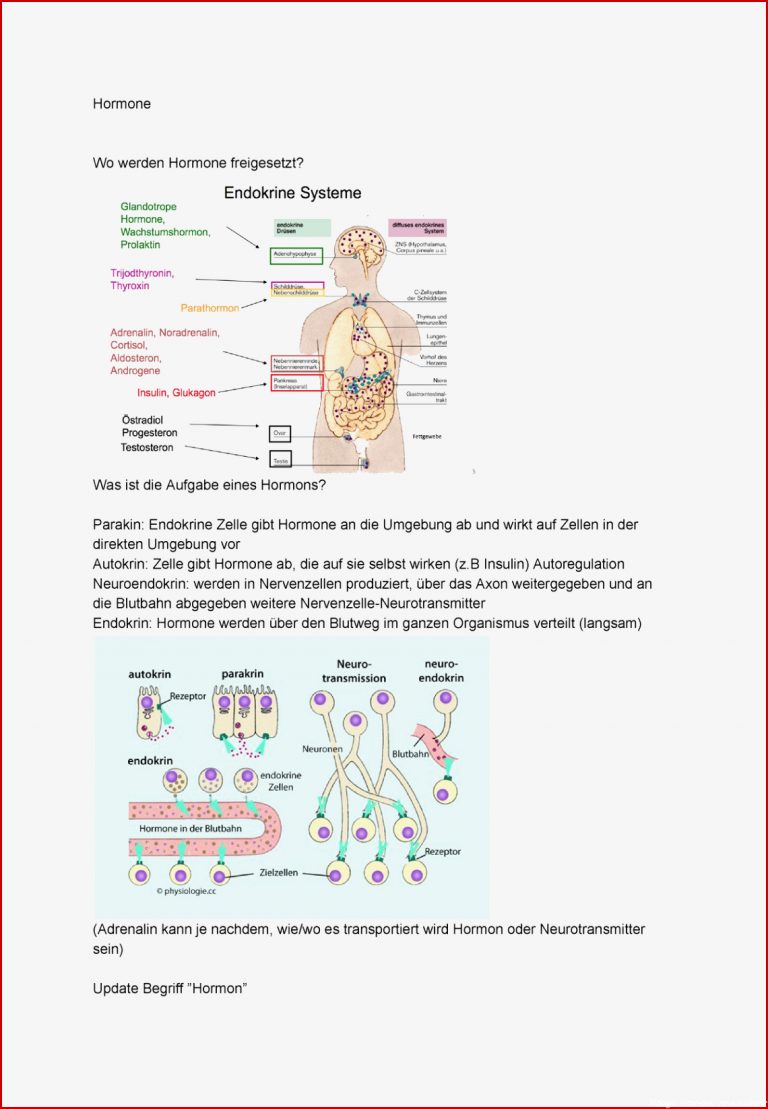 Hormone Physiologie für Med Biologen StuDocu