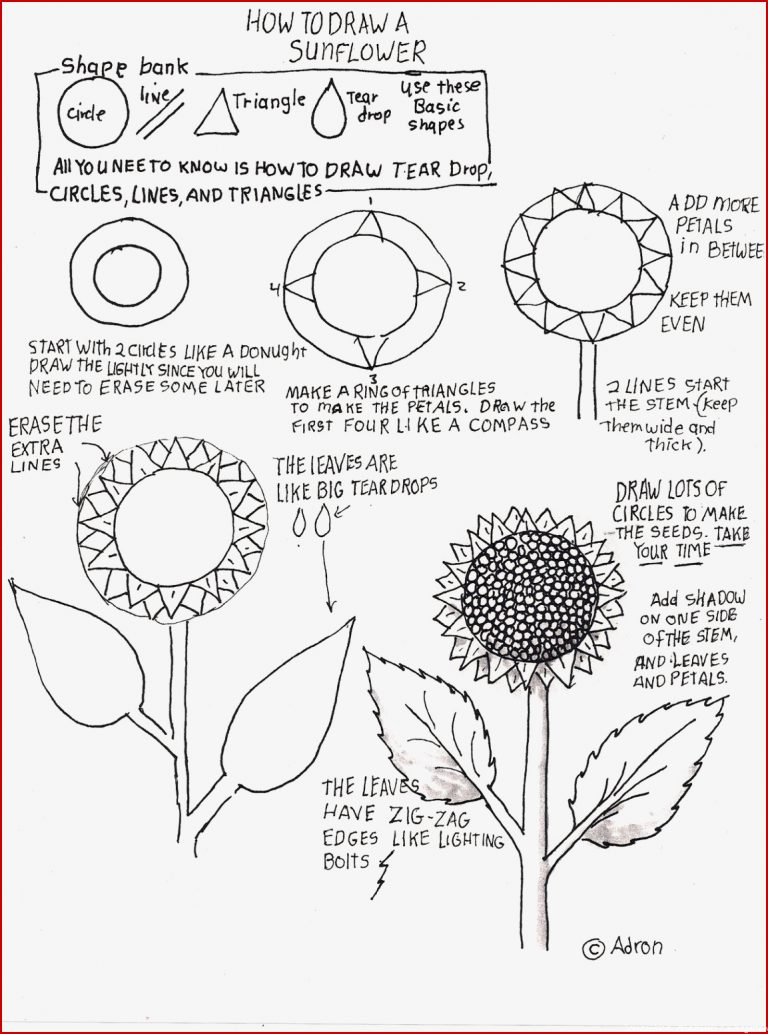How to Draw Worksheets for The Young Artist How to Draw A
