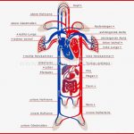 Human Being Anatomy Blood Circulation Schema Of