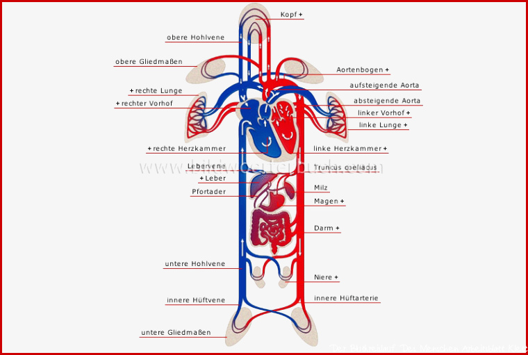 Human being anatomy blood circulation schema of