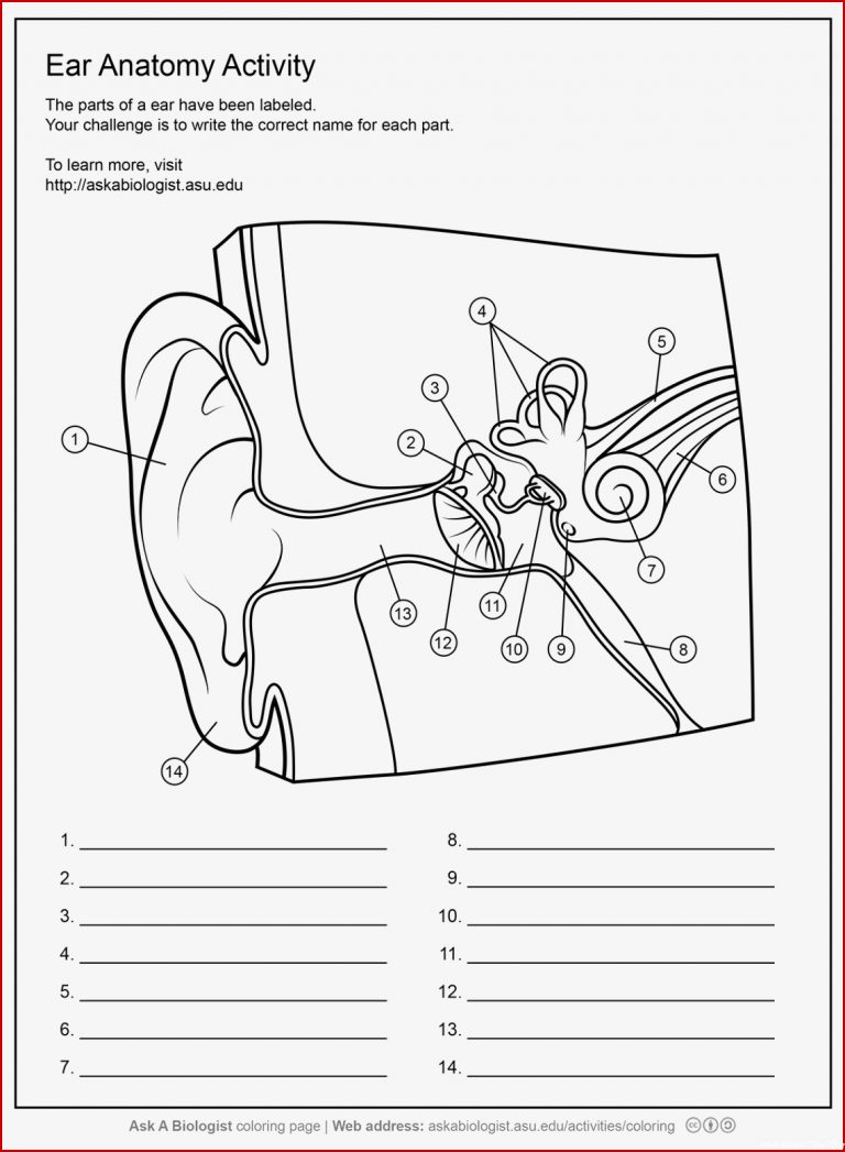 Human Ear