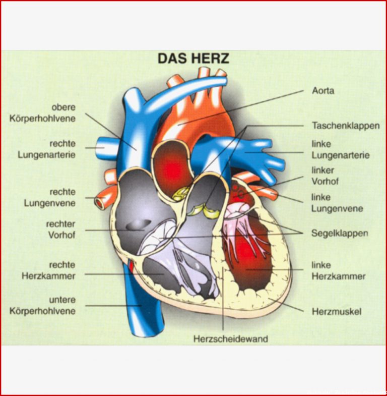 Humanbiologie 3 Lunge Atmung Herz Blutkreislauf ST 8050