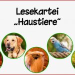 Hund Katze Tierbeschreibung Arbeitsblätter Pdf Stephen