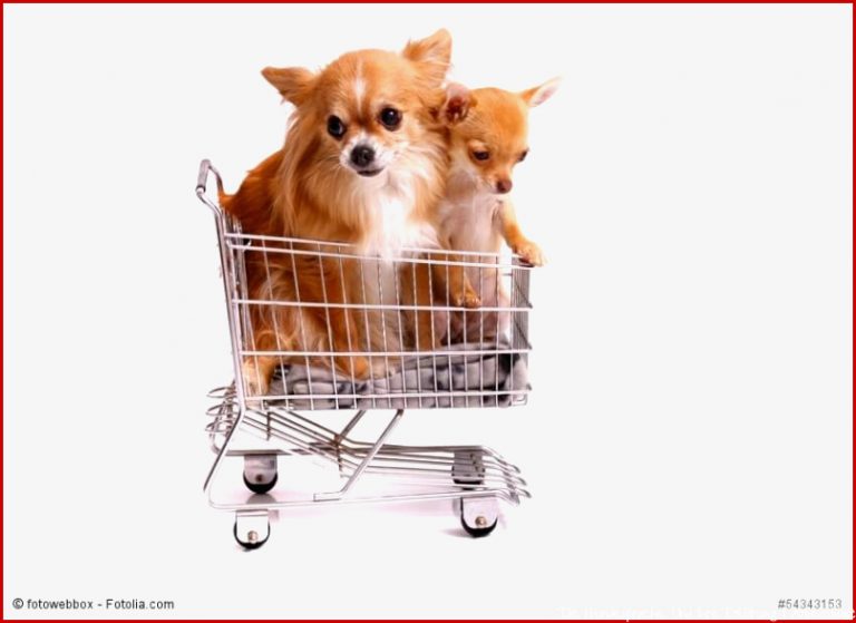 Hund kaufen - was ist zu beachten? | Haustiermagazin