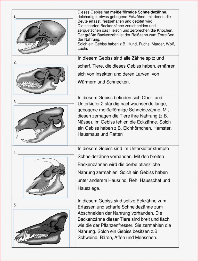 Hundegebiss Gebiss Hund Arbeitsblatt Felipa Allen