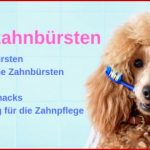 Hundegebiss Gebiss Hund Arbeitsblatt the Engineering