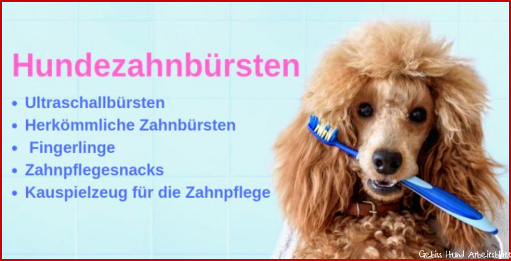 Hundegebiss Gebiss Hund Arbeitsblatt The Engineering