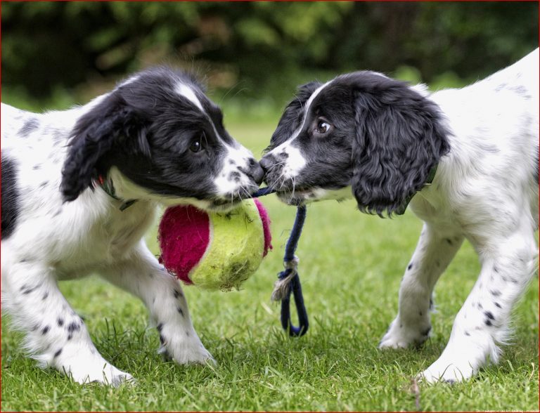 Hundesprache und -verhalten verstehen